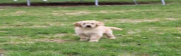 Golden Retriever dogs for sale: TRAINED Ben the Golden Retriever Puppy  - Ad 2