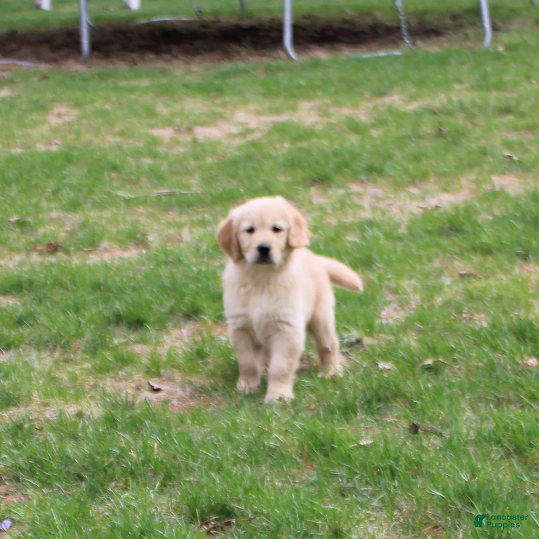 Golden Retriever dogs for sale: TRAINED Ben the Golden Retriever Puppy  - Ad 2
