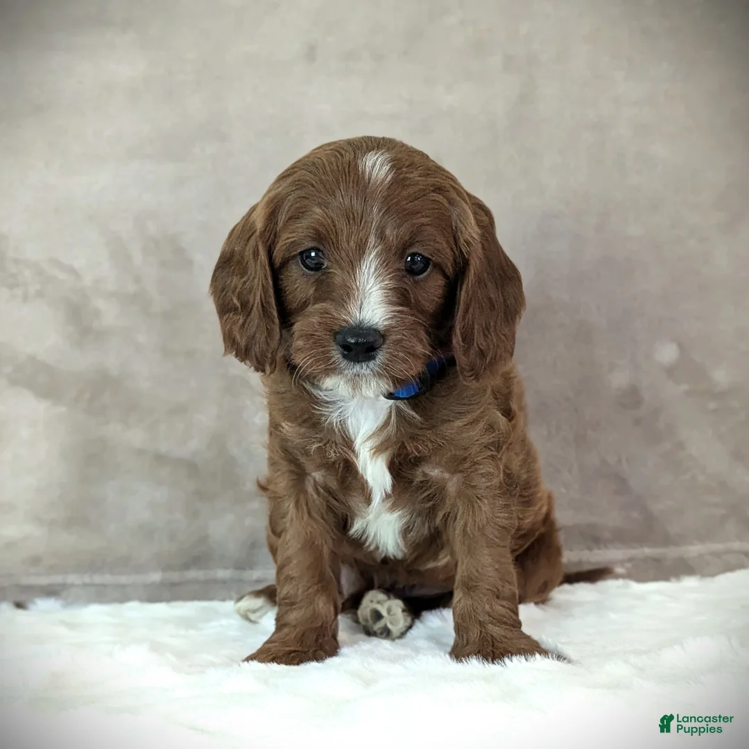 Cavapoo dogs for sale: Max - Ad 5
