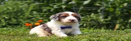 Mini Bernedoodle dogs for sale: Gordon - Ad 4