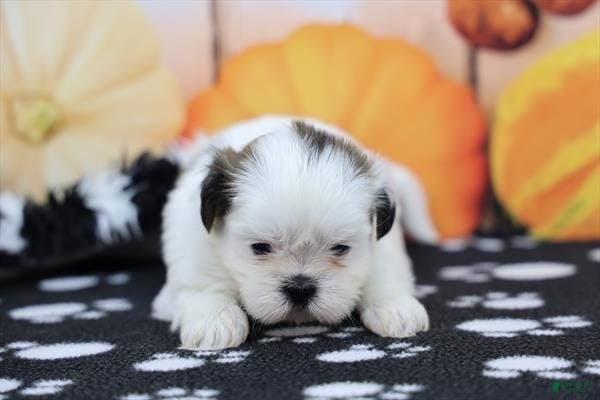 Shih Tzu dogs for sale: Sina  - Ad 28
