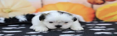 Sina 