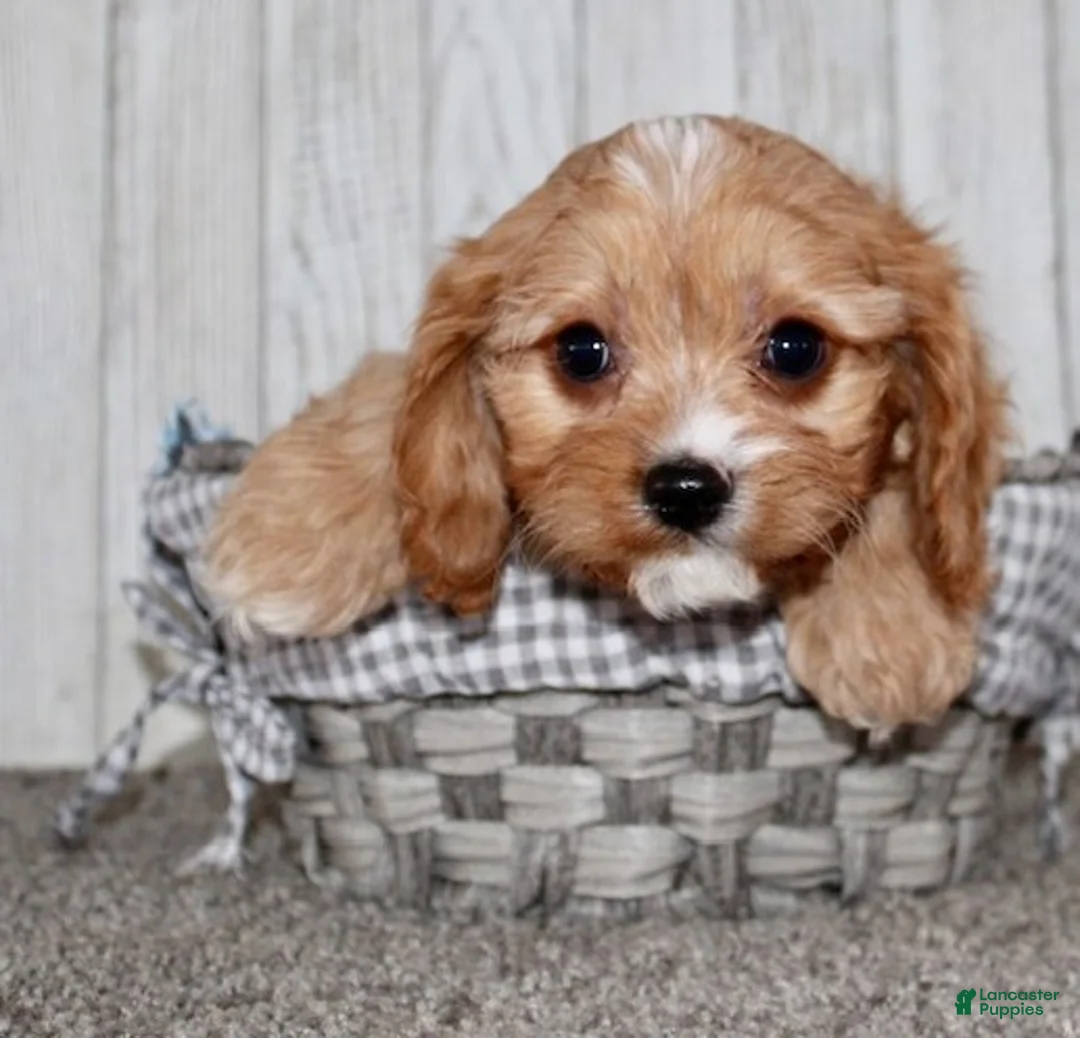 Cavapoo dogs for sale: Mikey - Ad 7