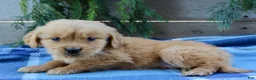 Golden Retriever dogs for sale: Tiny Timmy  - Ad 3