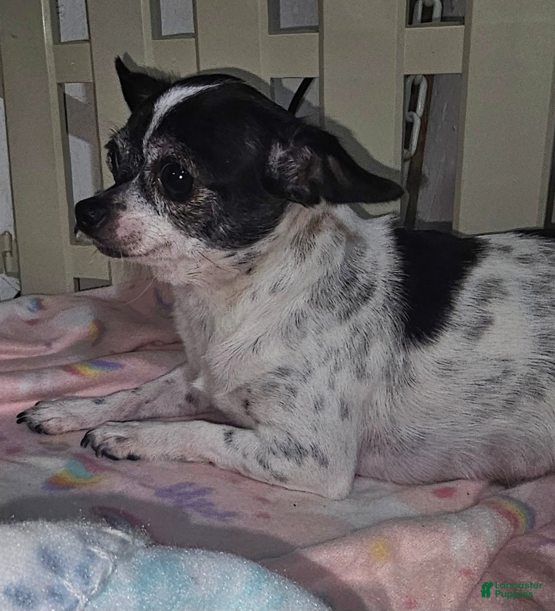 Chihuahua dogs for sale: Biff - Ad 5