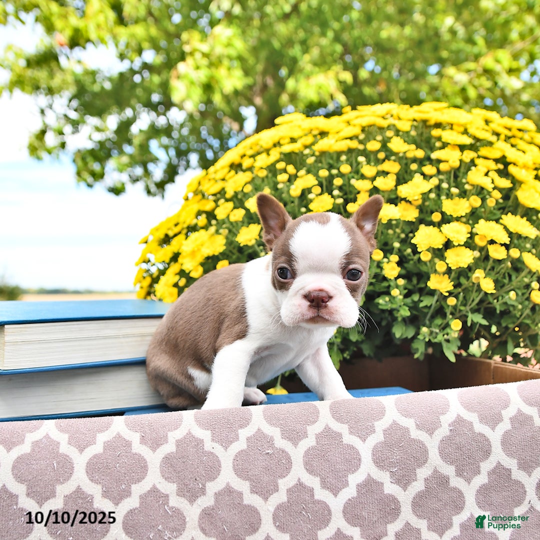 Boston Terrier dogs for sale: Trent - Ad 18