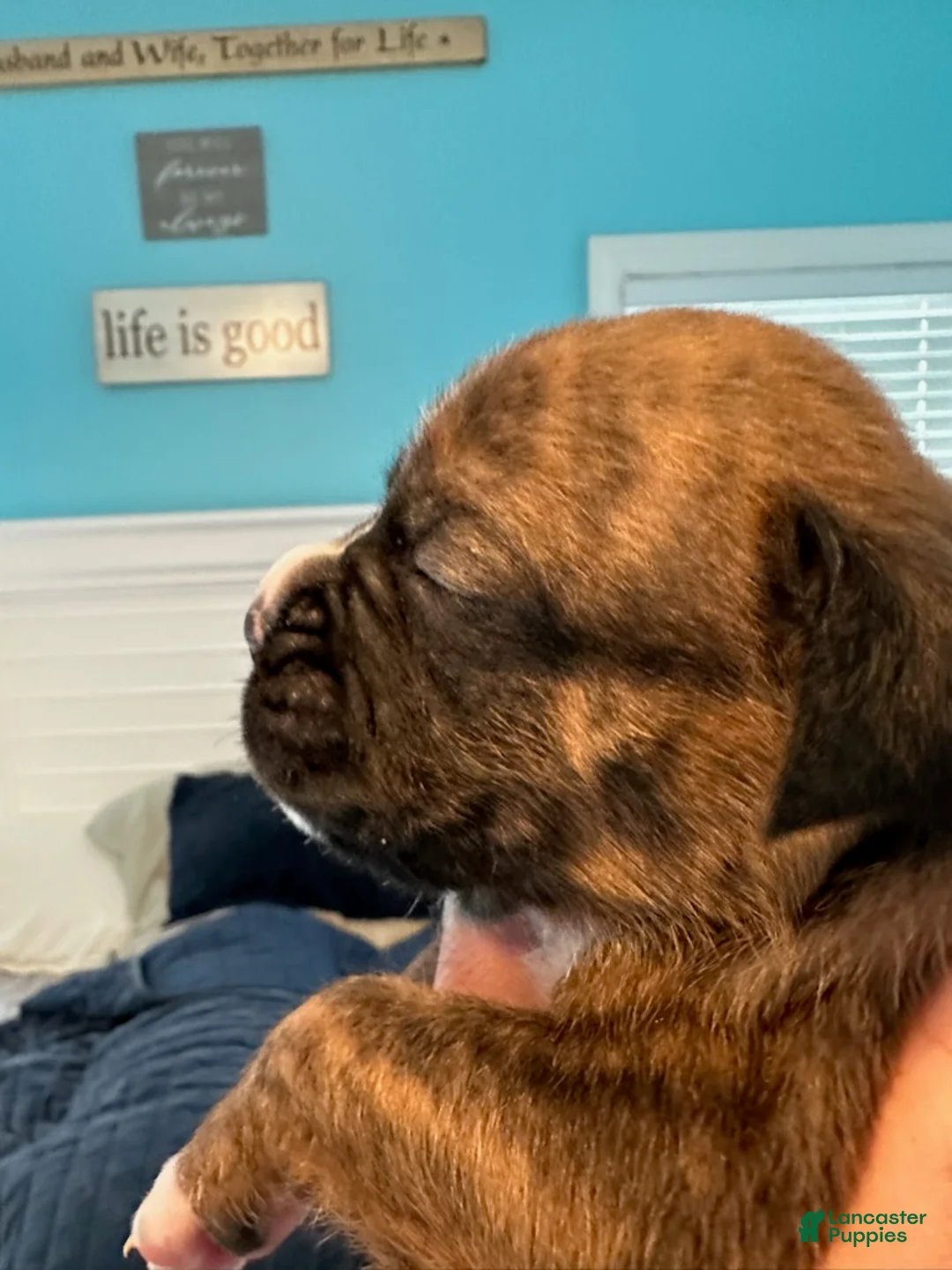 Boxer dogs for sale: Bentley - Ad 4