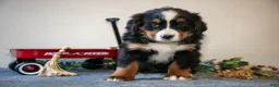 Bernese Mountain Dog dogs for sale: Sprinkle - Ad 2