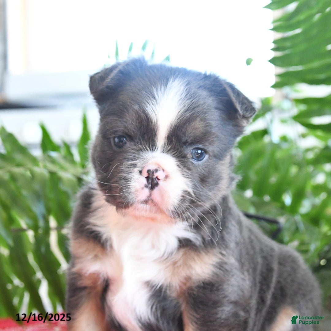 French Bulldog dogs for sale: Shiloh  - Ad 2