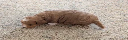 Cavapoo dogs for sale: Peanut - Ad 7