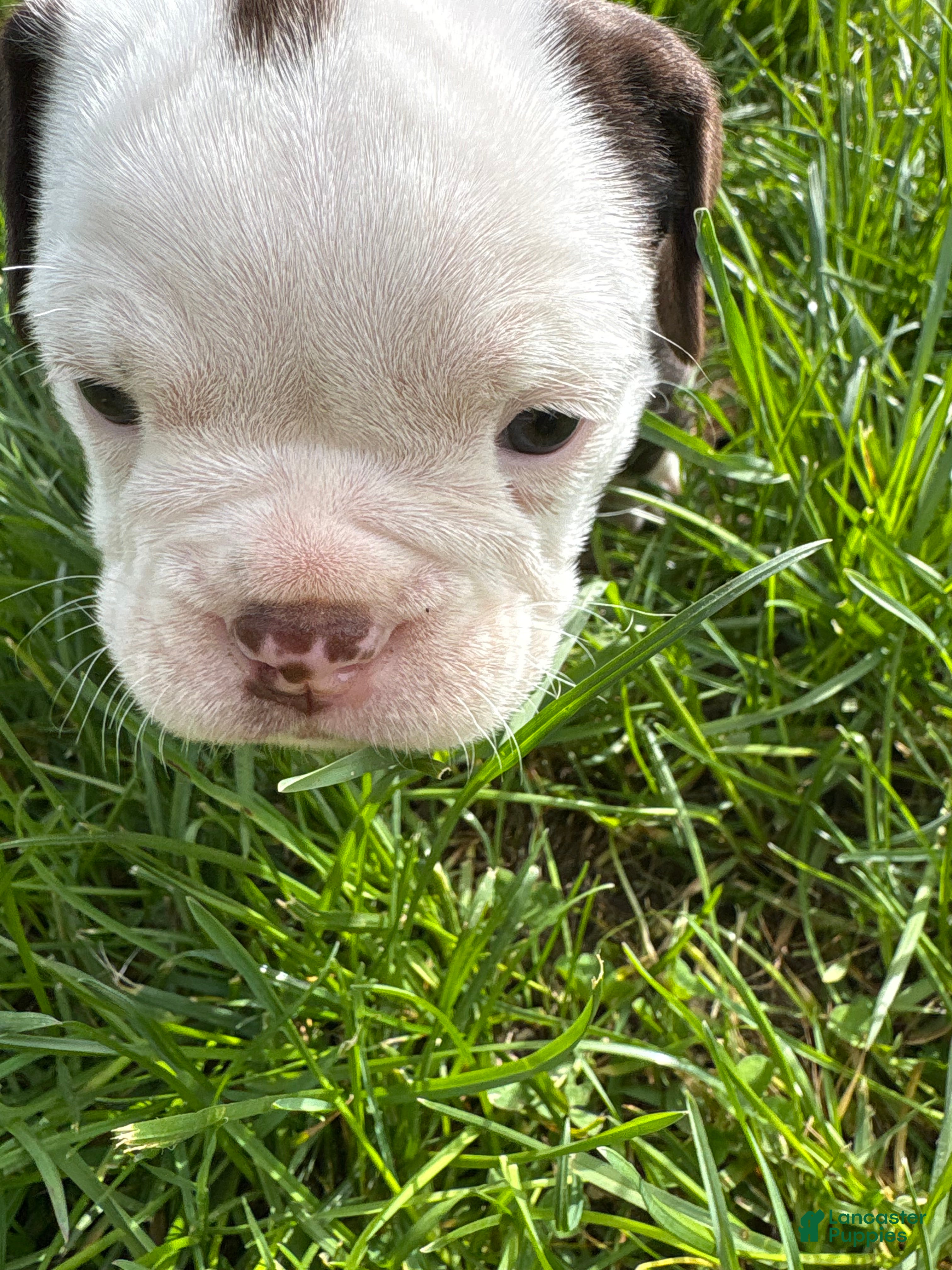 Olde English Bulldogge dogs Olde English Bulldogge Puppy 4 - Ad 33