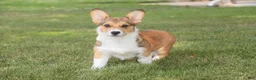 Welsh Corgi Pembroke dogs for sale: Olivia - Ad 5