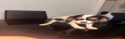 Cavalier King Charles Spaniel dogs for sale: princess - Ad 1