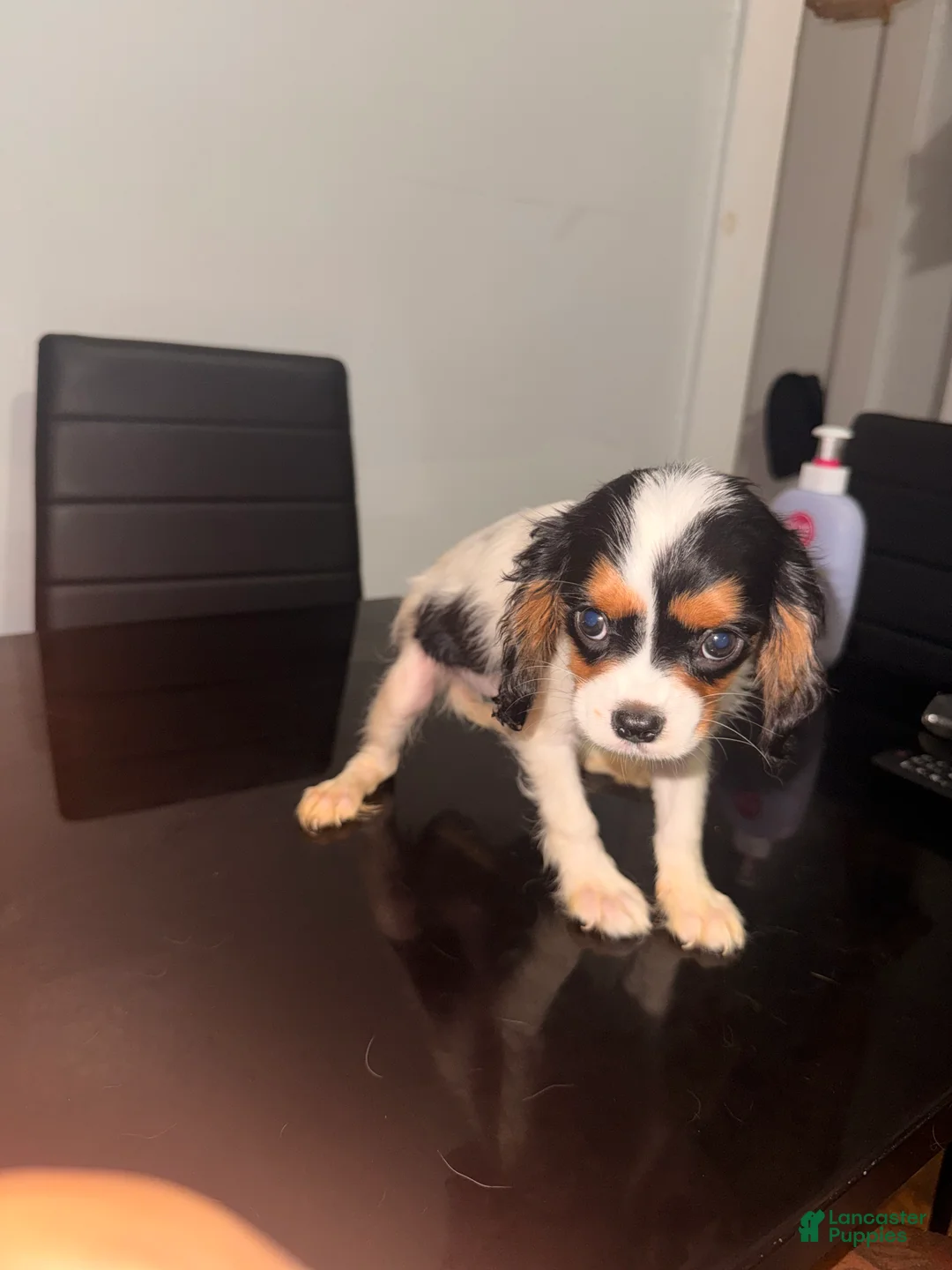 Cavalier King Charles Spaniel dogs for sale: princess - Ad 1
