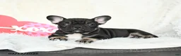 French Bulldog dogs for sale: Hero - Ad 4