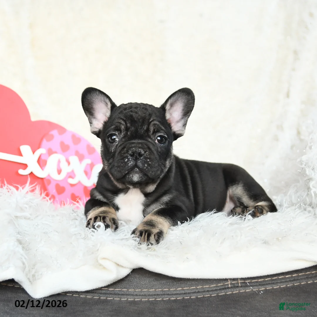 French Bulldog dogs for sale: Hero - Ad 4