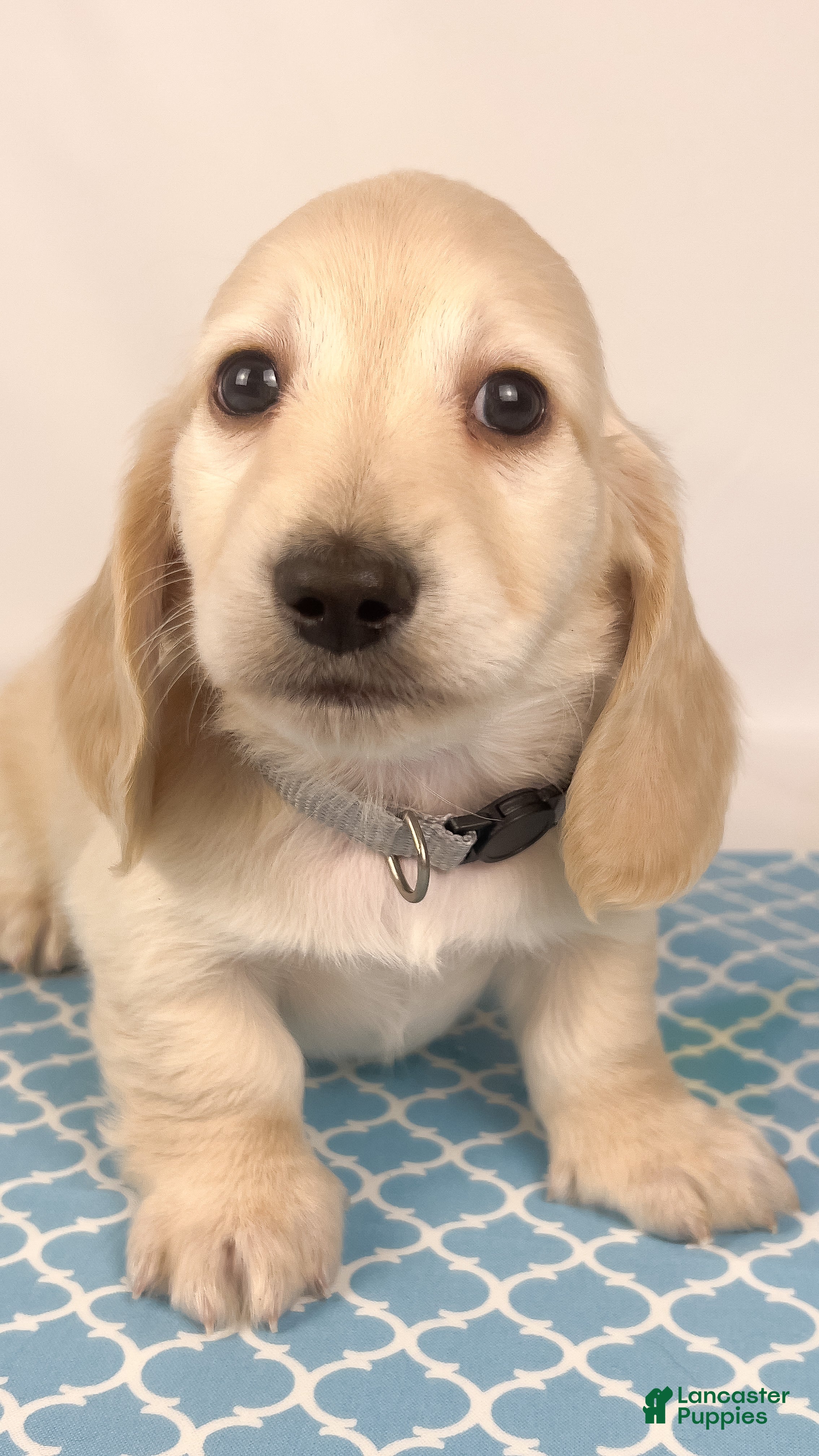 Miniature Dachshund dogs Parmesan - Ad 18