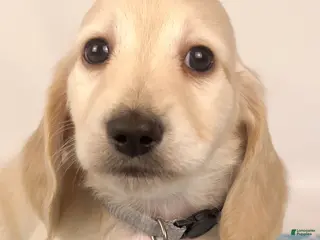 Miniature Dachshund dogs Parmesan - Ad 18