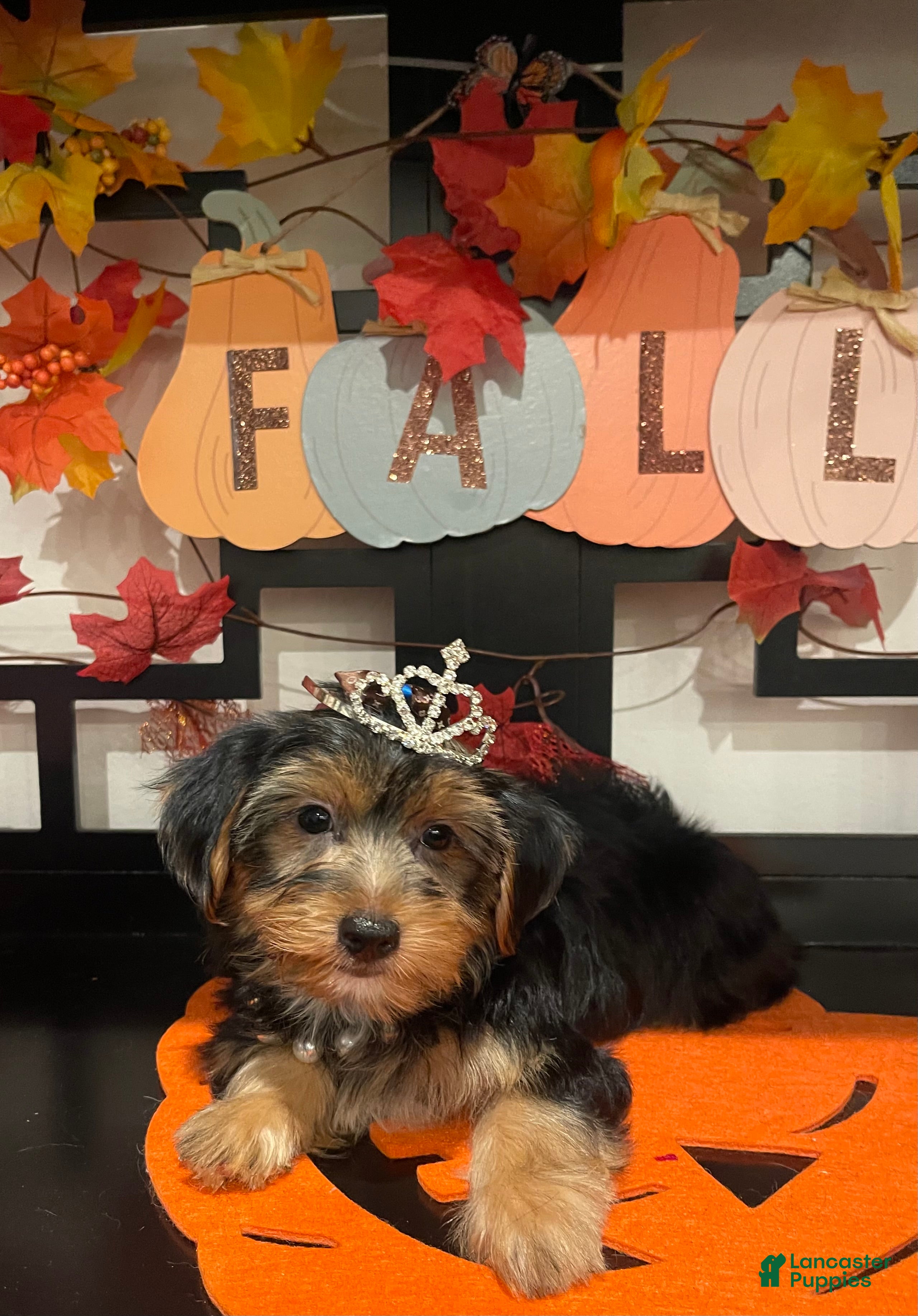 Yorkshire Terrier dogs Yorkshire Terrier 5 - Ad 1