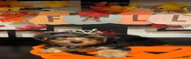 Yorkshire Terrier 5
