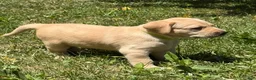 Labrador Retriever dogs for sale: Yellow Collar Puppy 6 - Ad 2