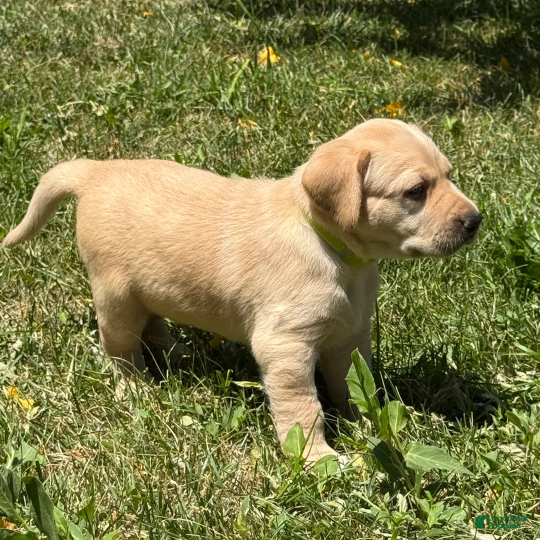 Labrador Retriever dogs for sale: Yellow Collar Puppy 6 - Ad 2