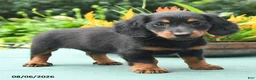 Miniature Dachshund dogs for sale: Toby - Ad 4
