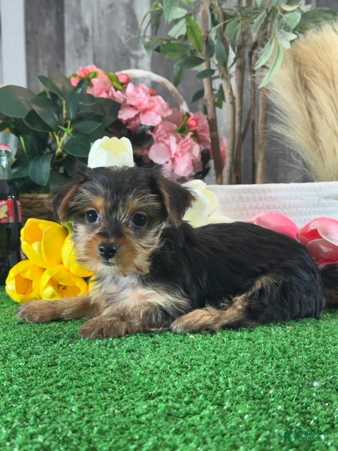 Yorkshire Terrier dogs for sale: Yanita 💐 - Ad 1