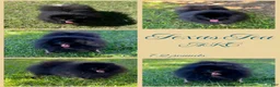 Pomeranian dogs for sale: Mocha - Ad 3