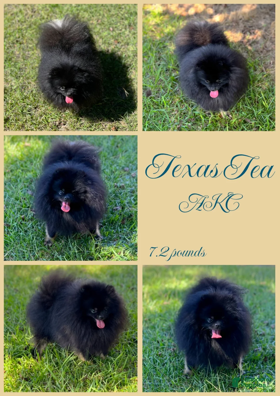Pomeranian dogs for sale: Mocha - Ad 3