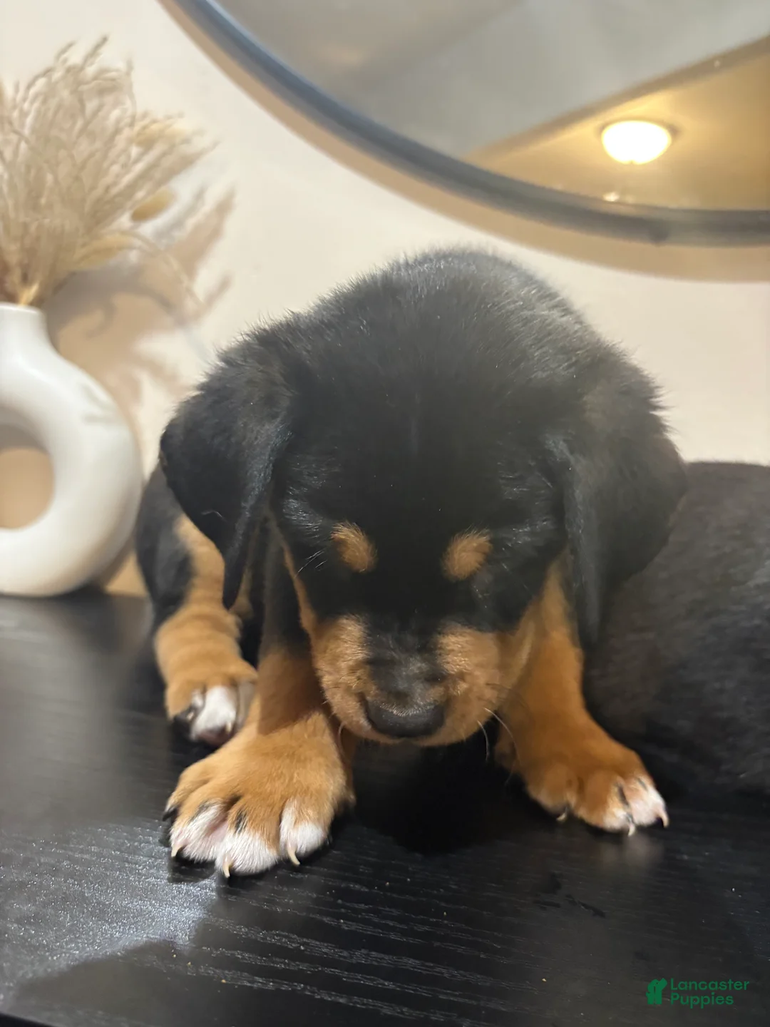 Mixed Breed dogs for sale: Calliope  - Ad 3