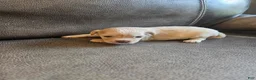 Mixed Breed dogs for sale: Buffy - Ad 5