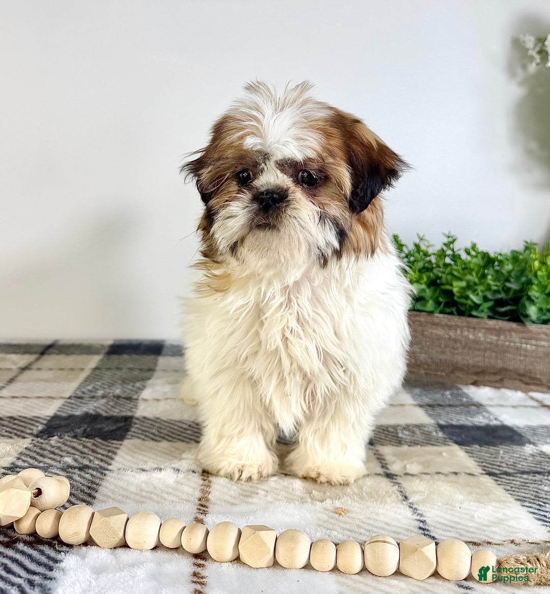 Shih Tzu dogs for sale: AKC Sammie - Ad 4
