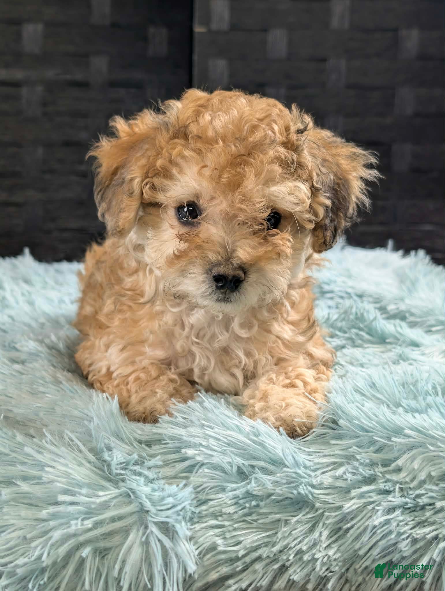 Bichpoo dogs Mickey - Ad 1