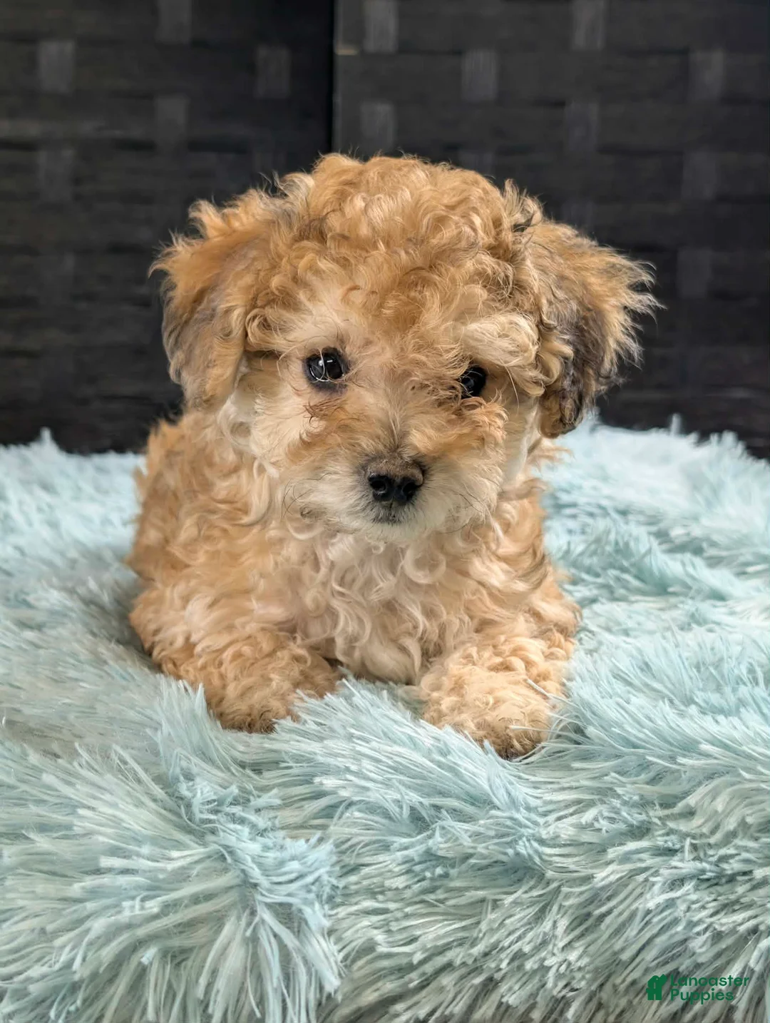 Bichpoo dogs for sale: Mickey - Ad 1