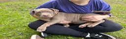 American Bully dogs for sale: Lily - Ad 3