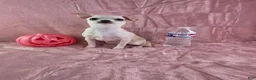 Chihuahua dogs for sale: Nana - Ad 6