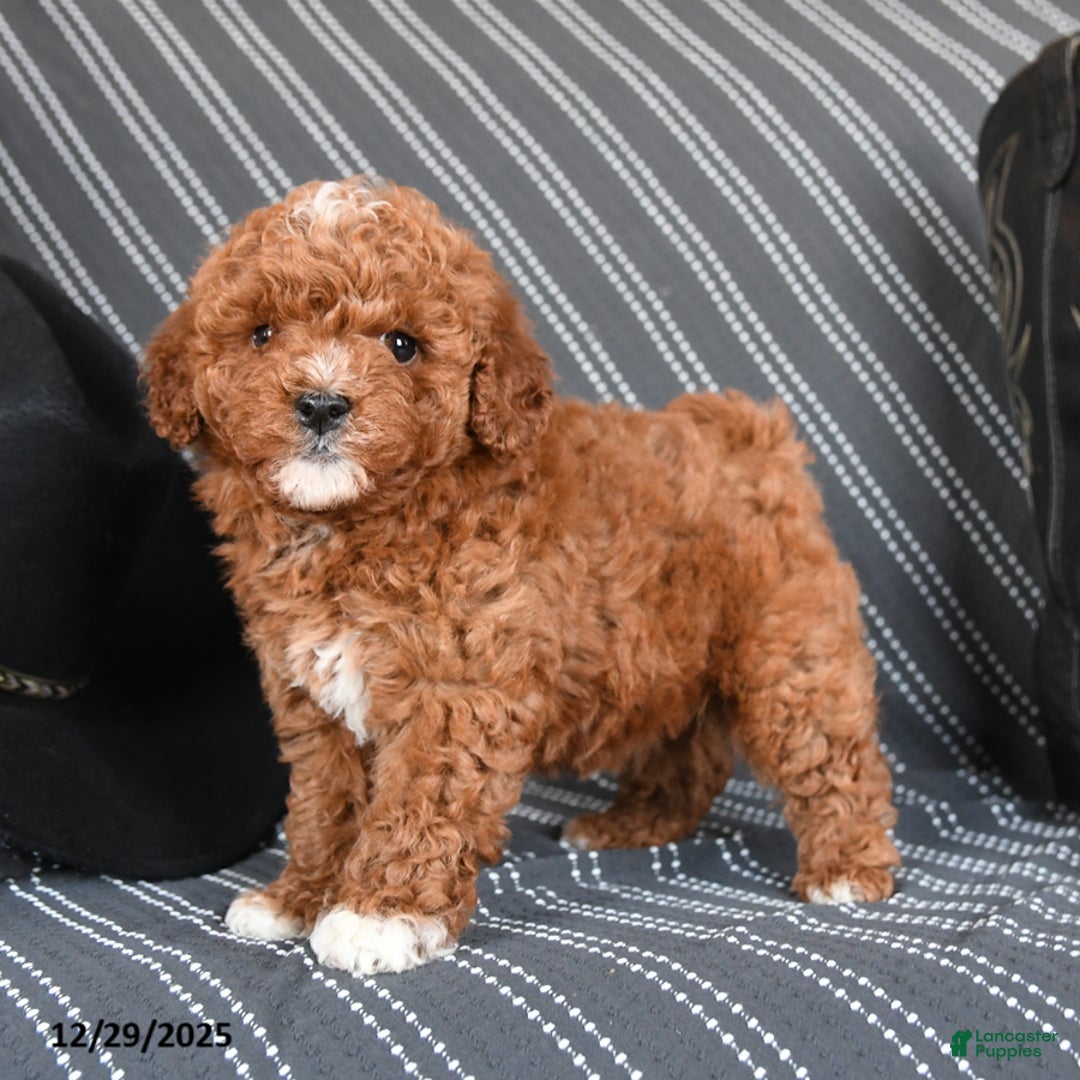 Cavapoo dogs for sale: Saffron - Ad 5