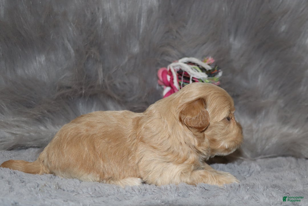 Havapoo dogs for sale: Angie👨‍👨‍👦‍👦💞🐕Miniature - Ad 11