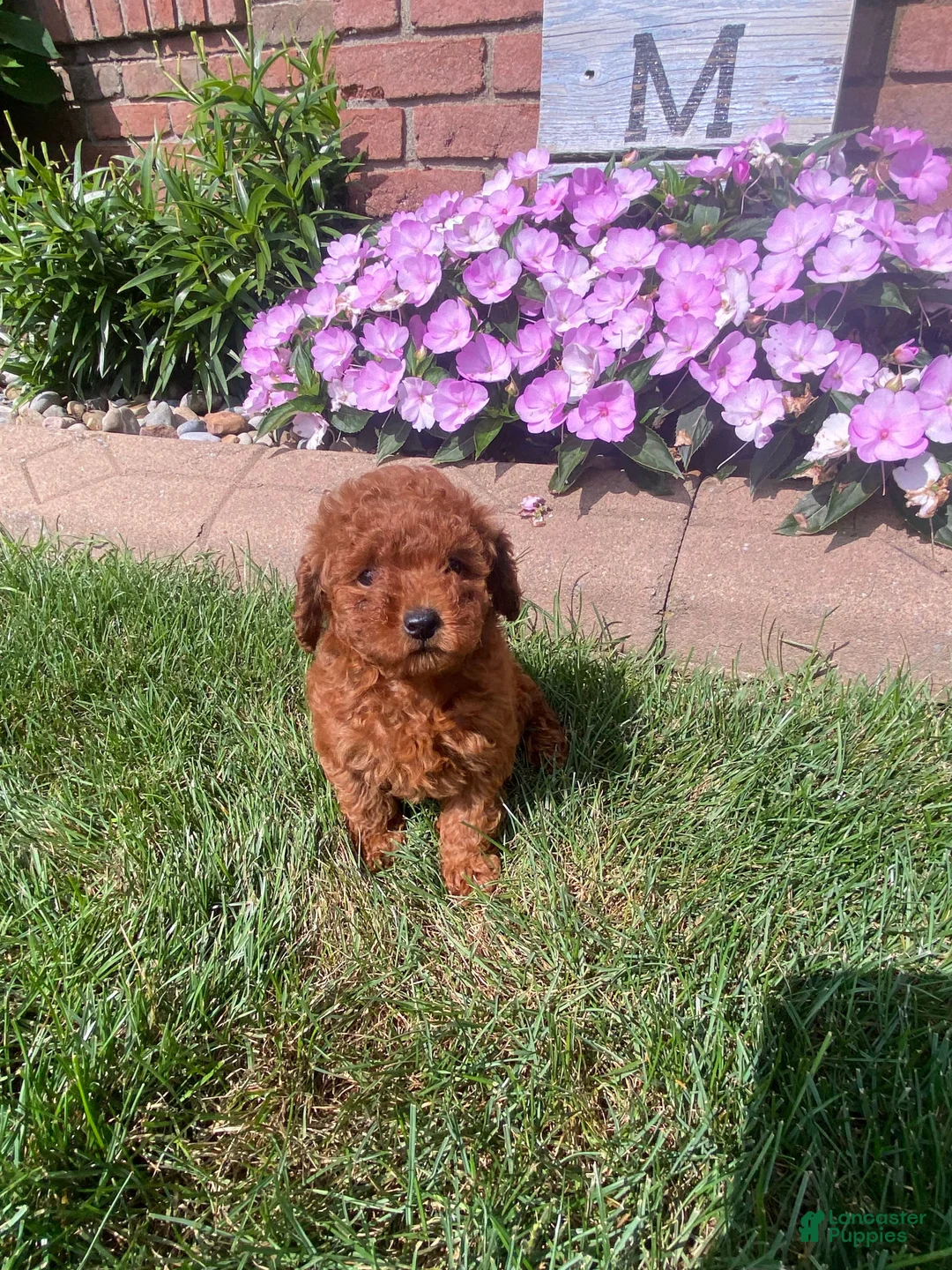 Miniature Poodle dogs for sale: Tiffany - Ad 2