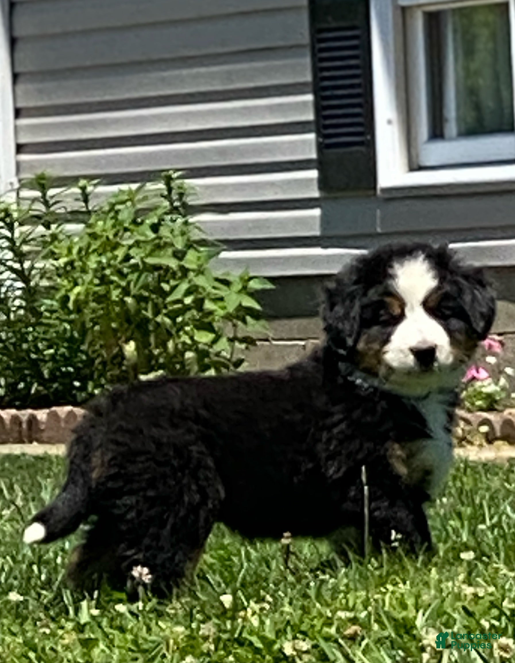Mixed Breed dogs for sale: ♥️SWEET BERNIE♥️ - Ad 2
