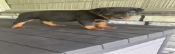 Rottweiler dogs for sale: Rottweiler 1 - Ad 4