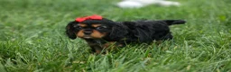Cavalier King Charles Spaniel dogs for sale: Romeo 🐶 - Ad 18