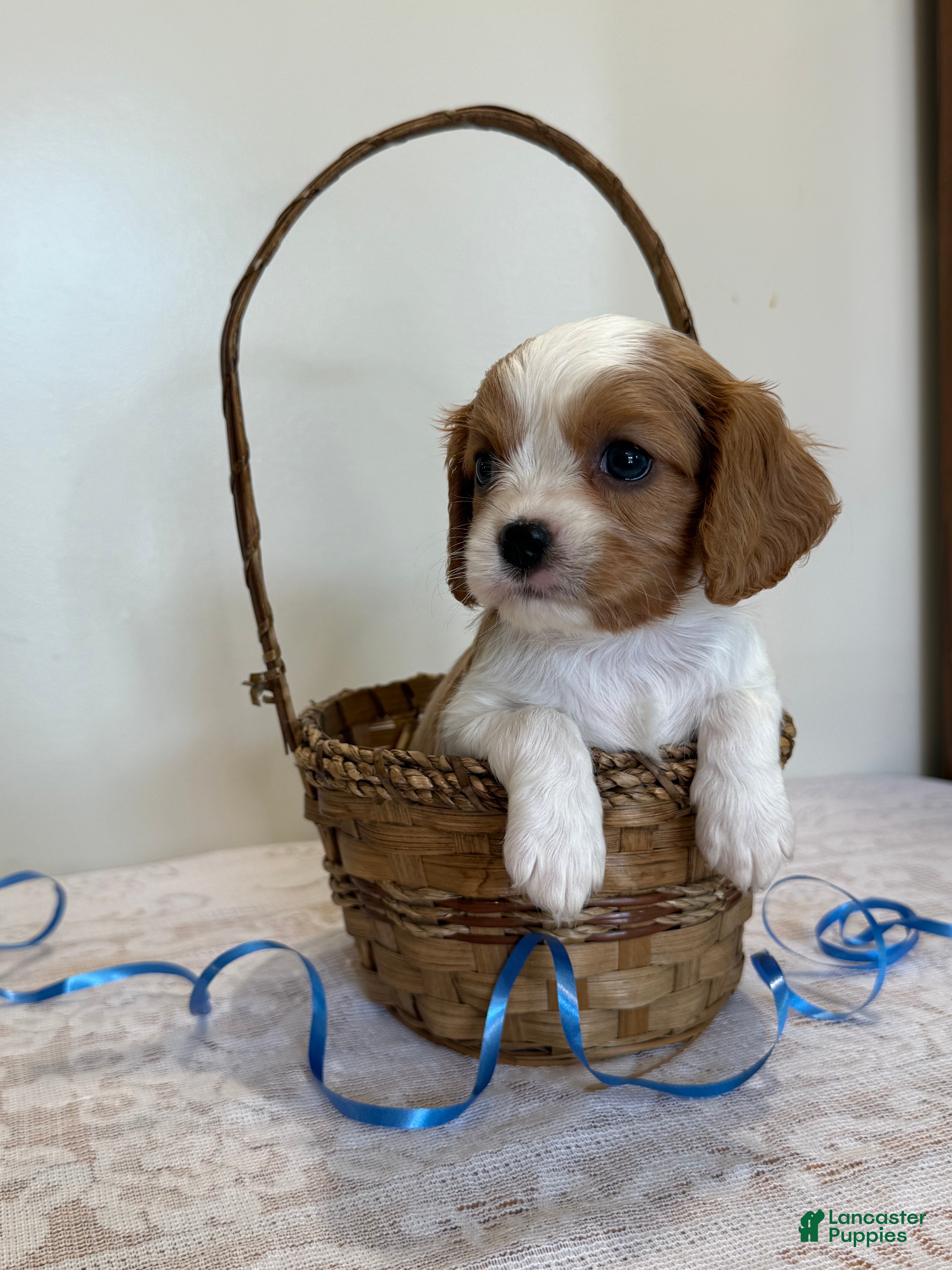 Cavalier King Charles Spaniel dogs Ollie Cavalier King Charles Spaniel  - Ad 1