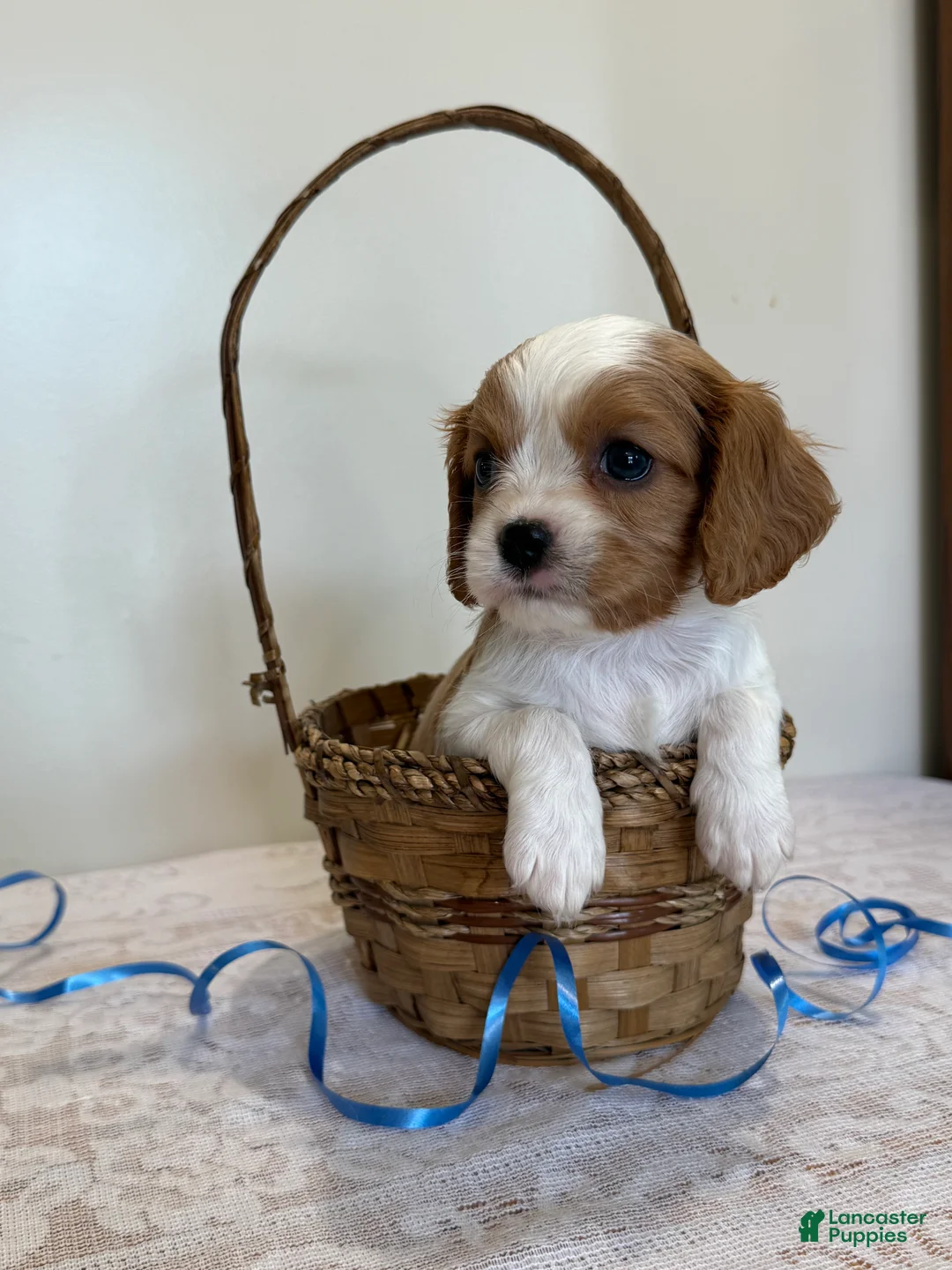 Cavalier King Charles Spaniel dogs for sale: Ollie Cavalier King Charles Spaniel  - Ad 1