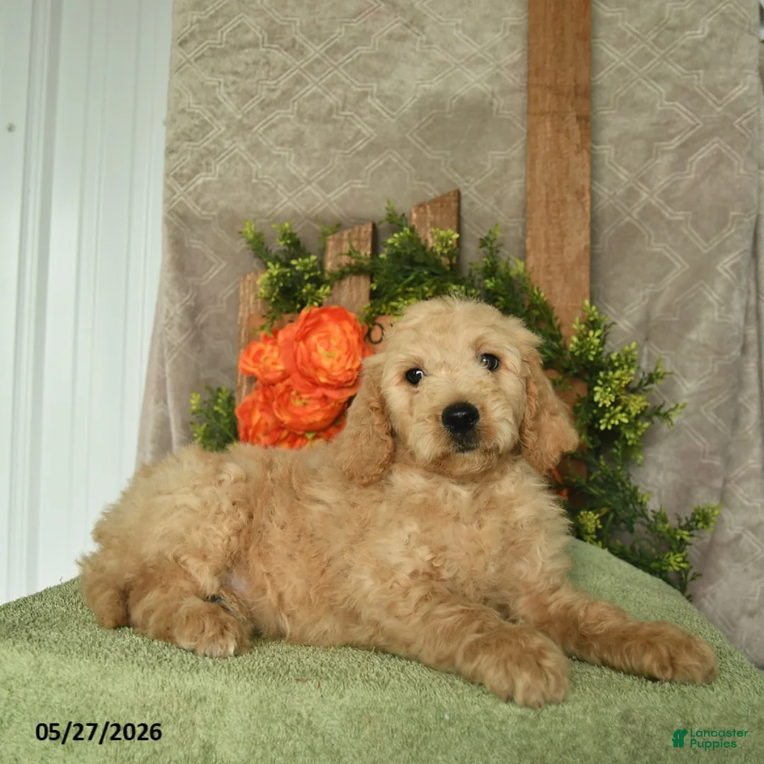 Mini Goldendoodle dogs for sale: Hero - Ad 3