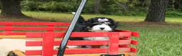 Mini Bernedoodle dogs for sale: Beauty - Ad 2