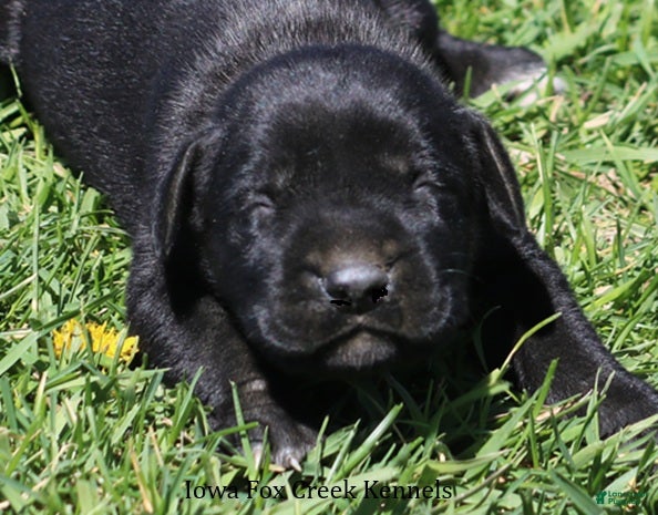 Mixed Breed dogs Brianna - Ad 20