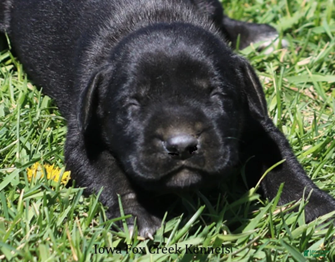 Mixed Breed dogs for sale: Brianna - Ad 1