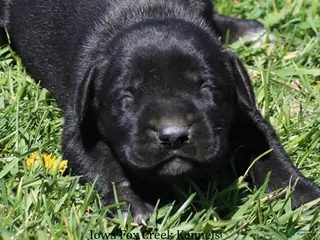 Mixed Breed dogs Brianna - Ad 8